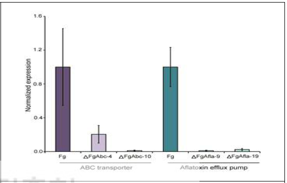 ABC transporter, aflatoxin efflux pump homolog 유전자 삭제변이체 제작