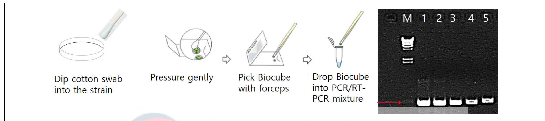 바이오큐브를 이용한 핵산추출 간소화 및 PCR 증폭결과