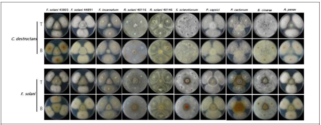 C. destructans, F. solani와 진균 대치 배양 결과