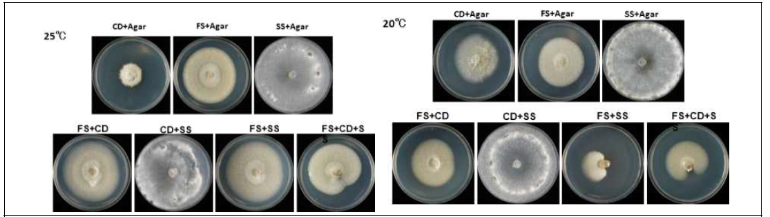 감자한천배지에서 C. destructans, F. solani, S. sclerotiorum 동시 배양이 생장에 미치는 영향