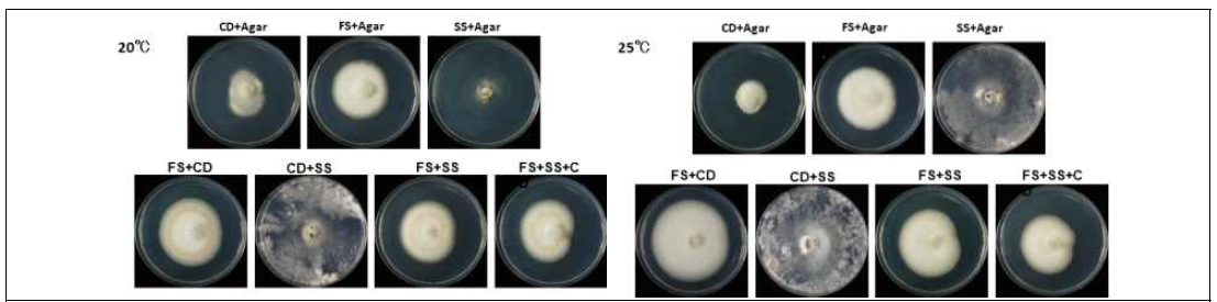 최소배지에서 C. destructans, F. solani, S. sclerotiorum 동시 배양이 생장에 미치는 영향