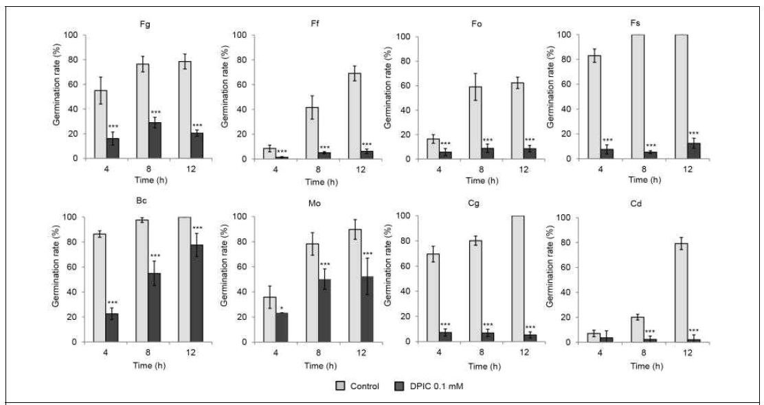 Diphenyleneiodonium (DPIC)가 곰팡이 포자 발아에 미치는 영향