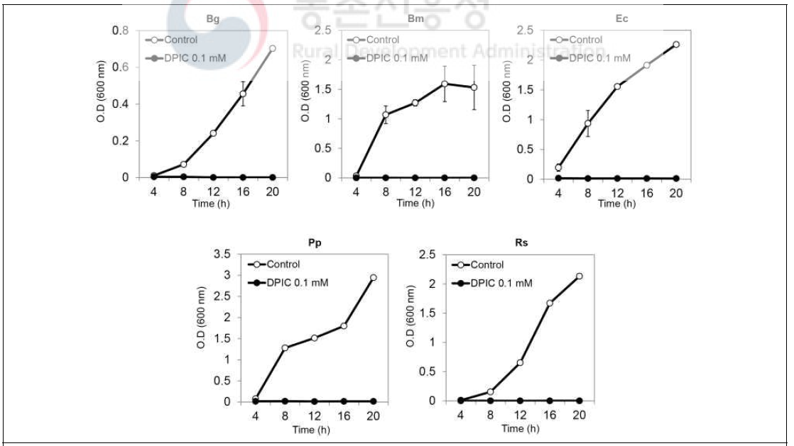 Diphenyleneiodonium (DPIC)가 세균 생장에 미치는 영향