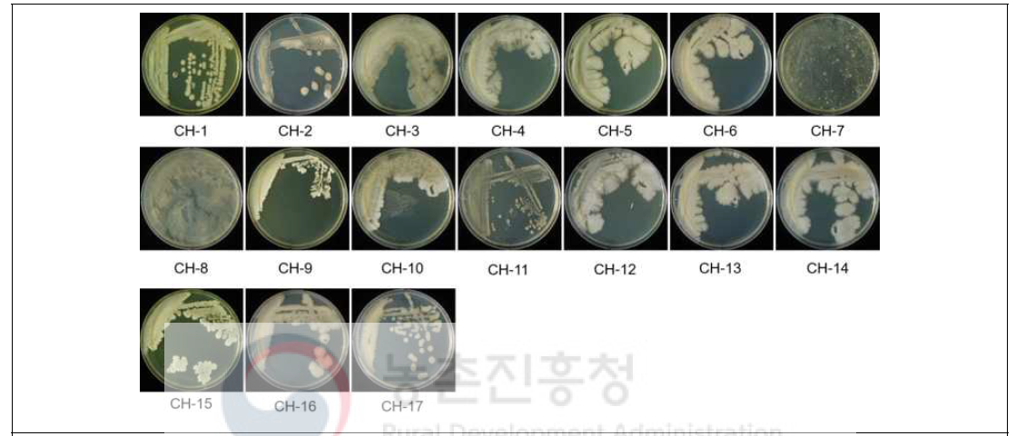 건전한 인삼에서 내생균 분리 결과