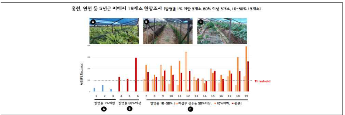 뿌리썩음병 발생정도와 병원균밀도