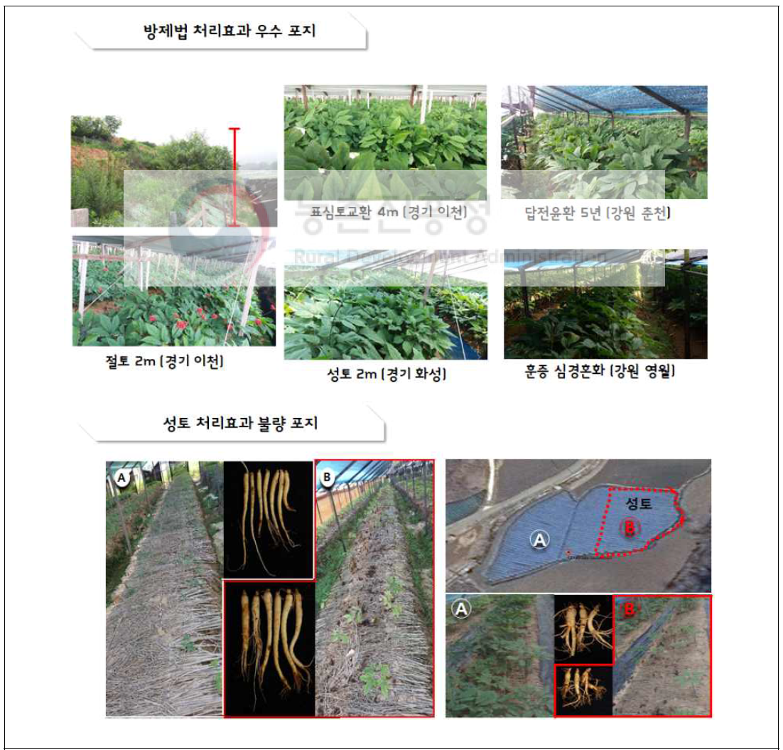 인삼뿌리썩음병 방제법 종류별 발병현황