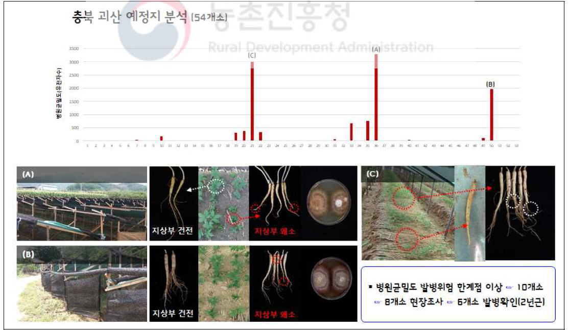 예정지 뿌리썩음병균 고밀도 포지의 식재 후 2년생 발병현황(충북 괴산군)