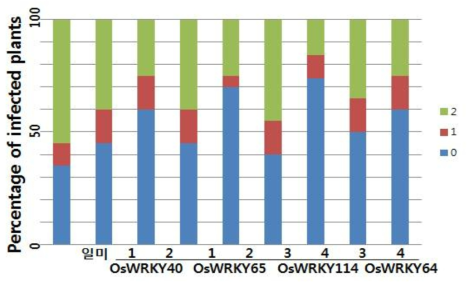 OsWRKY등의 과발현 집단의 키다리병 검정