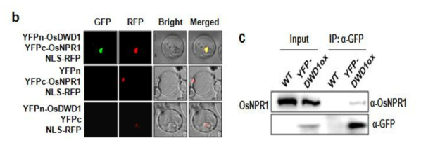 OsDWD1과 OsNPR1의 결합확인