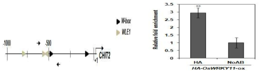 in vivo binding assay of OsWRKY11 on CHIT2 promoter