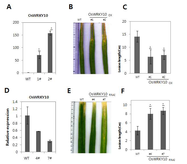 OsWRKY10과발현벼와 억제벼에서의 병 검정