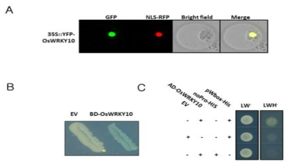 OsWRKY10의 전사활성 조사