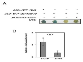 OsWRKY10의 OsPR1a promoter 조절여부조사