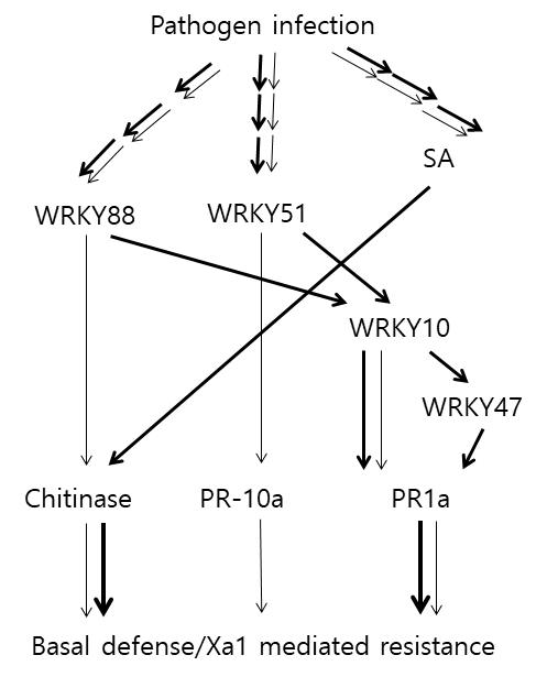 OsWRKY10 signaling cascade의 작용모델