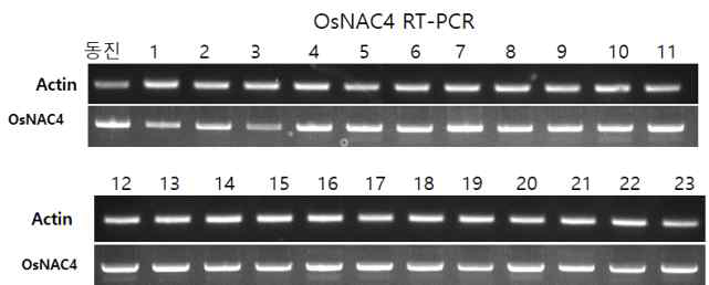 OsNAC4-과발현체의 목표 유전자 발현 분석