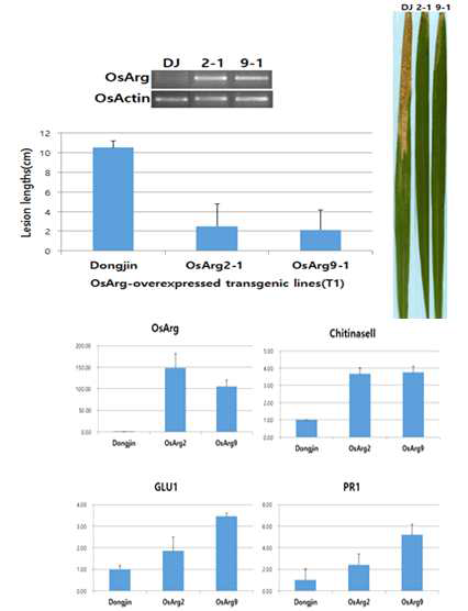OsArg의 벼흰잎마름병 저항성 기능 검정