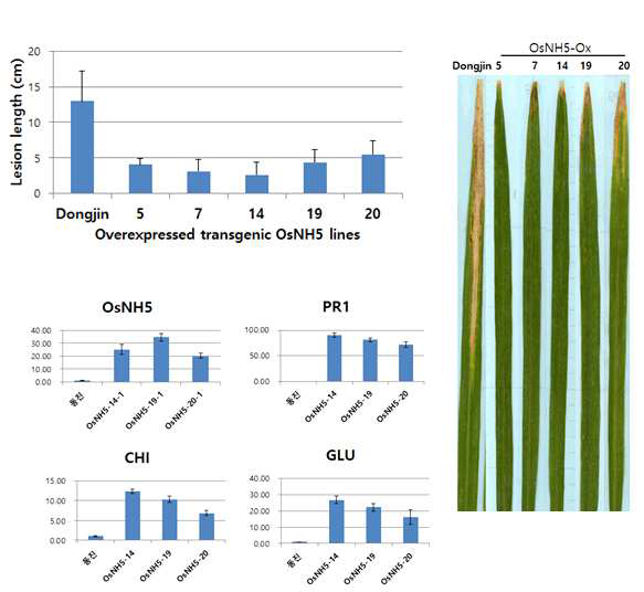 OsNH5의 벼흰잎마름병 저항성 기능 검정