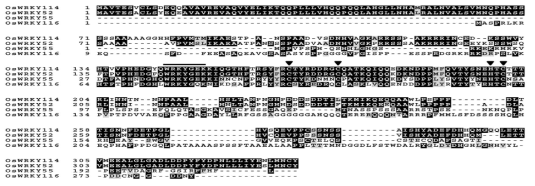 OsWRKY114의 아미노산 alignment 결과