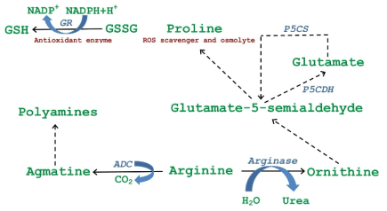 애기장대에서 Arginase가 관여하는 Arginine 대사 모식도