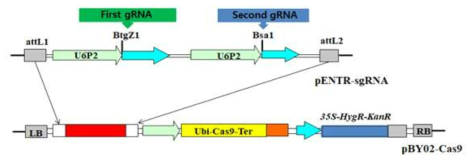 유전자 편집을 위한 CRISPR/Cas9 vector 모식도