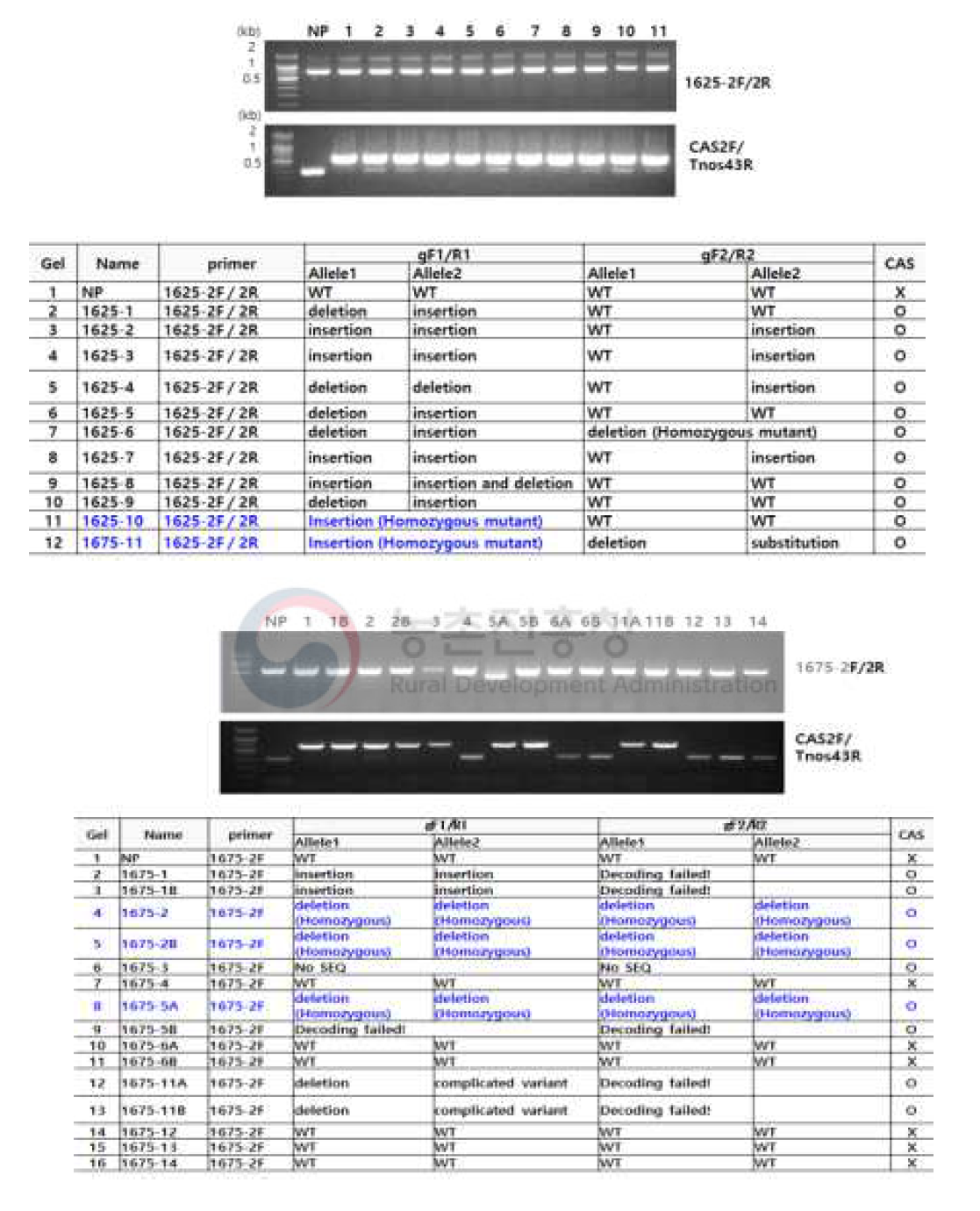 CRISPR/Cas9-NP1625와 NP1675 형질전환체 분석