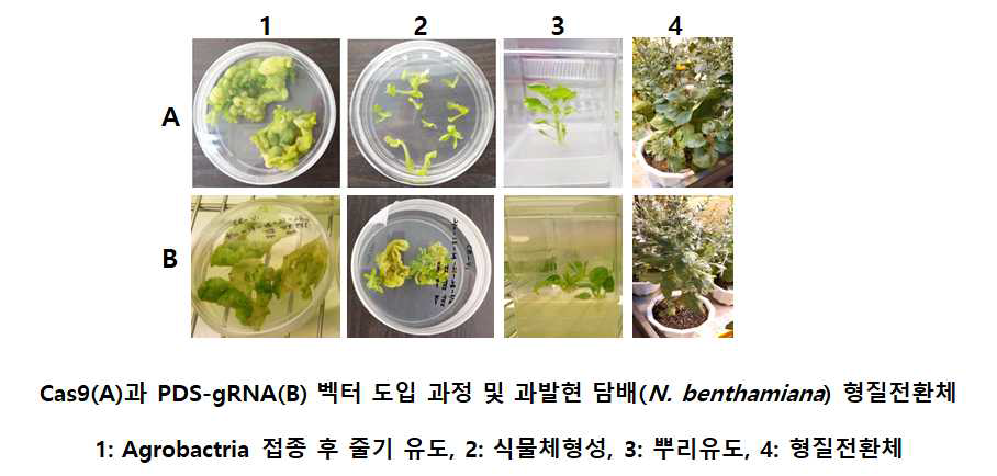 CRISPR/Cas9과 NbPDS-gRNA 발현 담배 형질전환체 제작