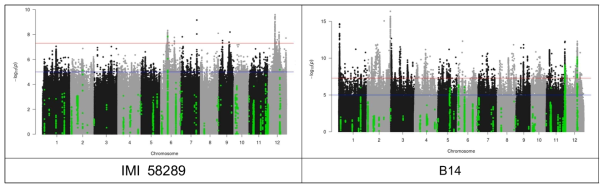 Genome Association and Prediction Integrated Tool(GAPIT) 분석