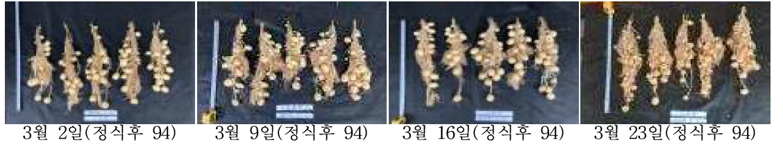 봄재배시 정식시기별 괴경 모습