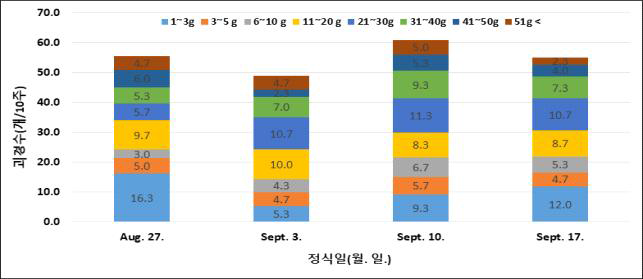 가을재배 정식시기에 따른 크기별 괴경수