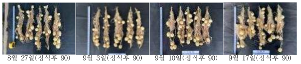 가을재배 정식시기별 괴경 모습