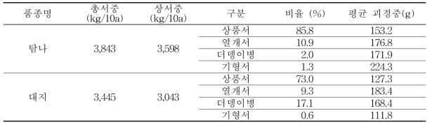 가을재배시 ‘탐나’, ‘대지’ 품종 수량성 및 열개서, 더뎅이병 발생율 비교(2018-2019년)