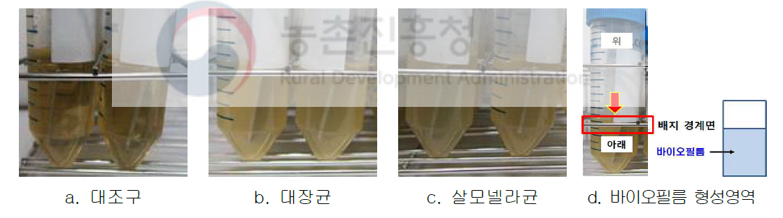 바이오필름 형성 과정