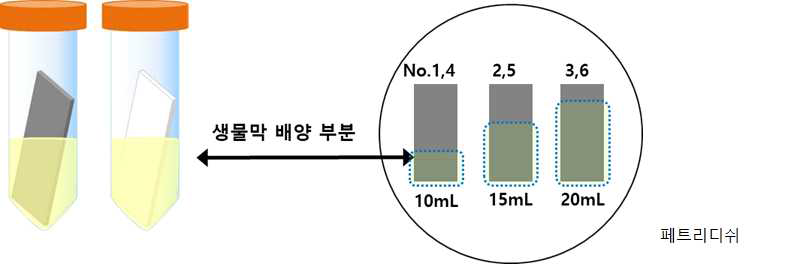 바이오필름 형성 과정