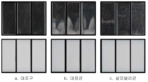 바이오필름이 형성된 SS(Stainless Steel)와 HDPE(High-Density Polyethylene) 쿠폰