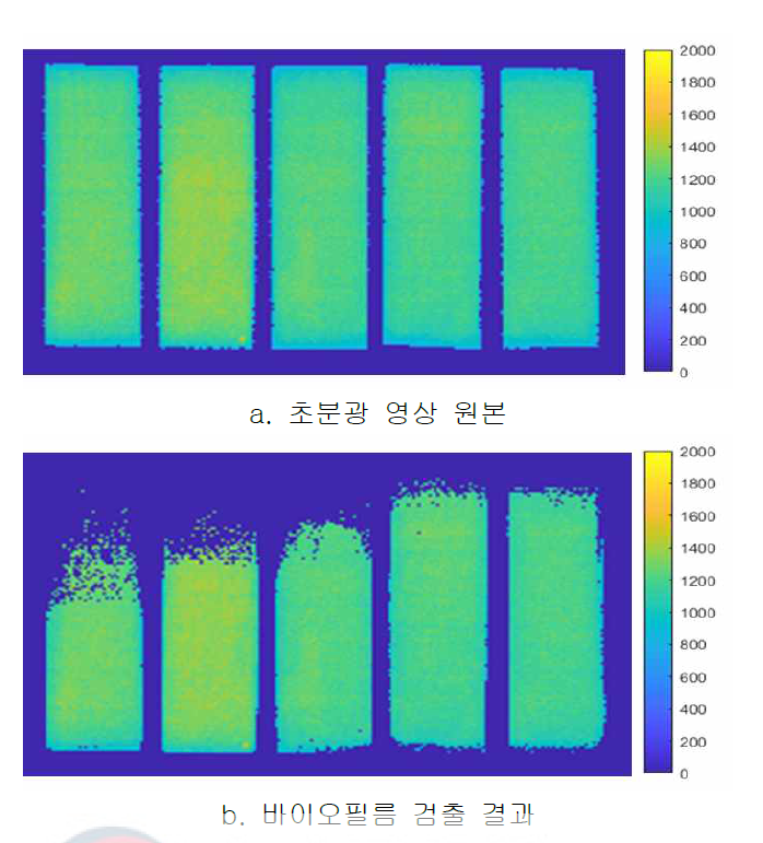 HDPE 표면 대장균 바이오필름 검출 결과(기존 초분광 영상 장치 사용)