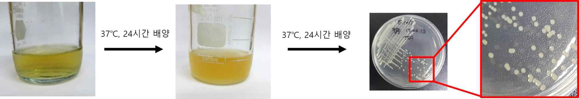 TSB 배지(왼쪽), TSA 배지(오른쪽)에서 배양된 대장균