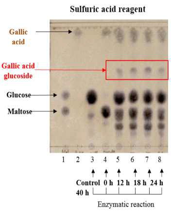 α-Glucosidase를 이용한 갈산 당전이 산물의 TLC 분석