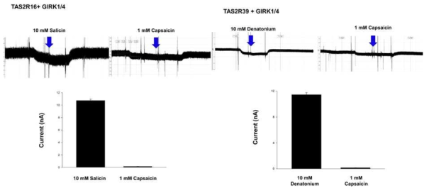 TAS2R16 및 TAS2R39 유전자의 선택적 agonist 처리 시 current 정량