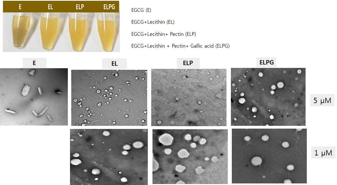 유화제, 항갈변제 첨가된 나노 EGCG의 FE-TEM 전자현미경 사진