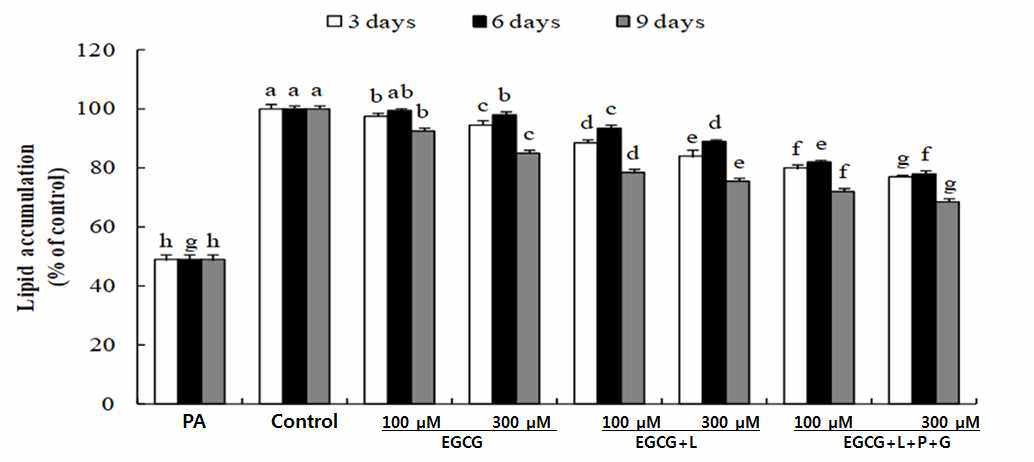 3T3-L1 분화세포 이용 EGCG 나노에멀젼의 지방생성 억제 효과