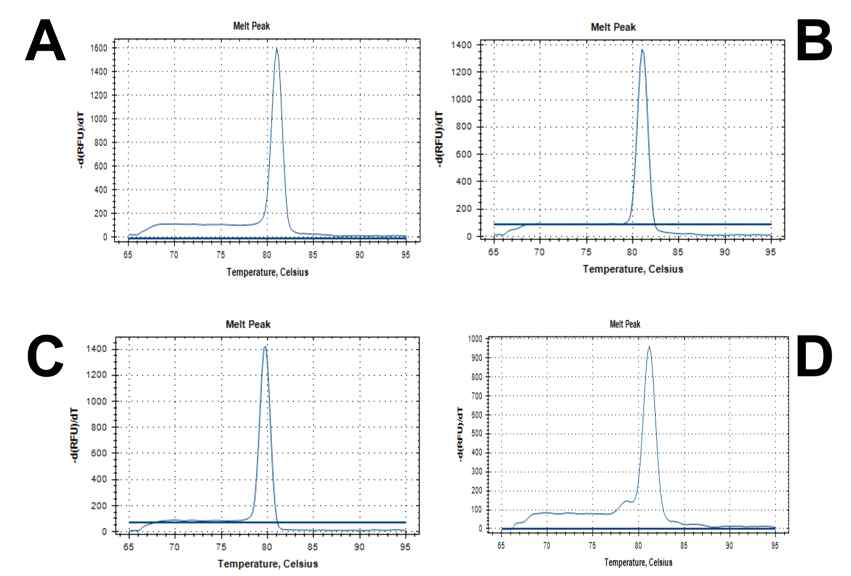 차나무 대사 관련 standard clone melting curve data. A: Camellia sinensis theanine synthetase mRNA (JN226569), B: Camellia sinensis glutamine synthetase mRNA(EU284131), C: Camellia sinensis ACC oxidase (ACO) mRNA (DQ904328), D: Camellia sinensis nitrate transporter mRNA (KJ160503). Annealing temp. A: 64.8oC, B: 64.8oC, C: 68.6oC, and D: 64.8oC