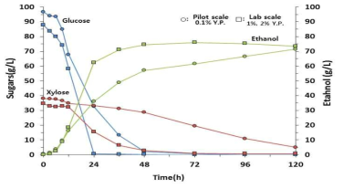 실험실규모와 파일럿규모의 발효특성 비교