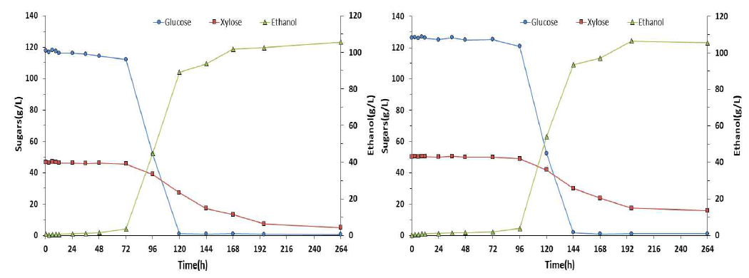 파일럿플랜트 발효시간에 따른 당 소비 및 에탄올 생산량 비교(좌(A), 우(B))