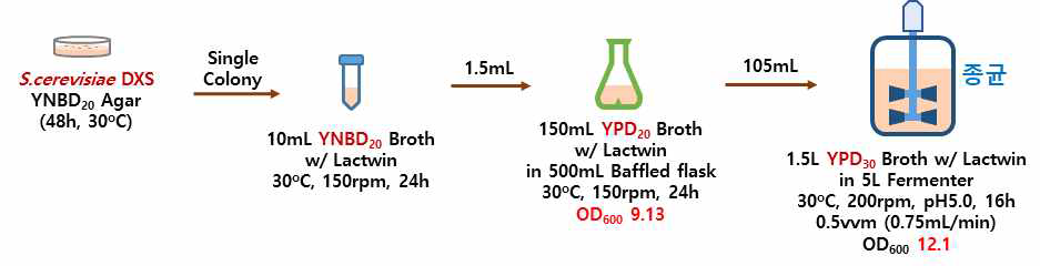 종균 (효모 S. cerevisiae DXS) 배양 과정