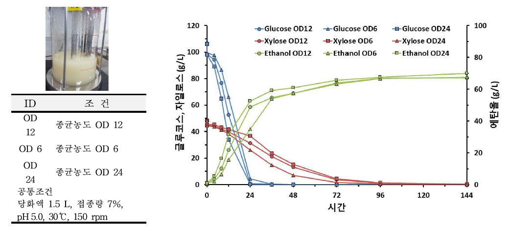 접종 종균 농도에 따른 발효 개선