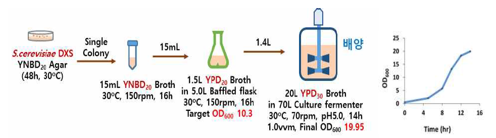 종균 (효모 S. cerevisiae DXS) 파일럿 규모 배양 과정