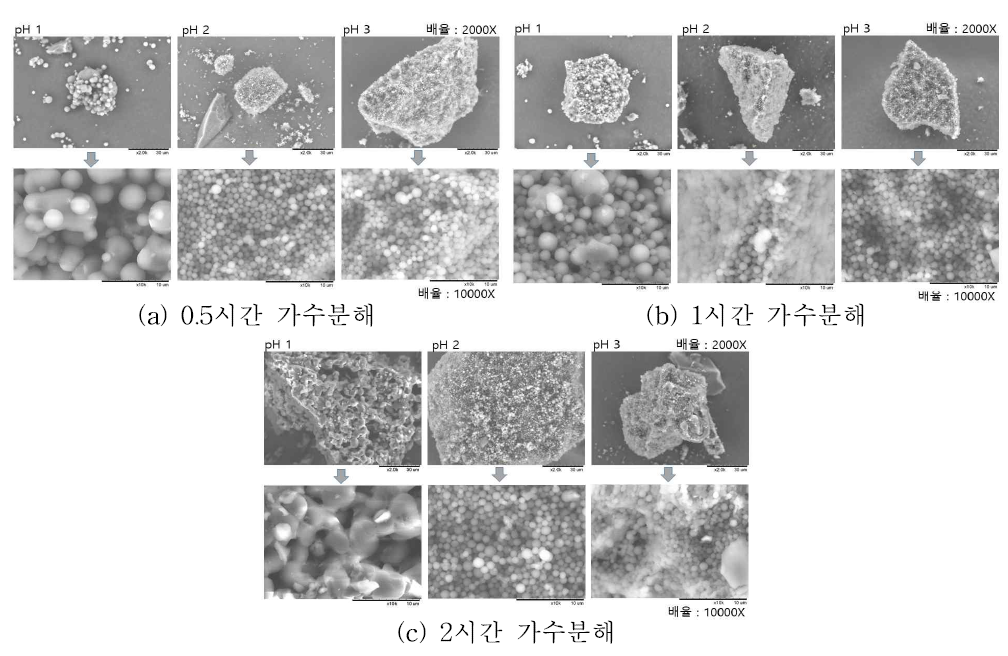 흑액 추출물의 미세입자 구조(SEM)