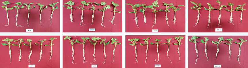 소형과 수박 수직유인재배를 위한 정식기 품종별 접목묘 생육 비교