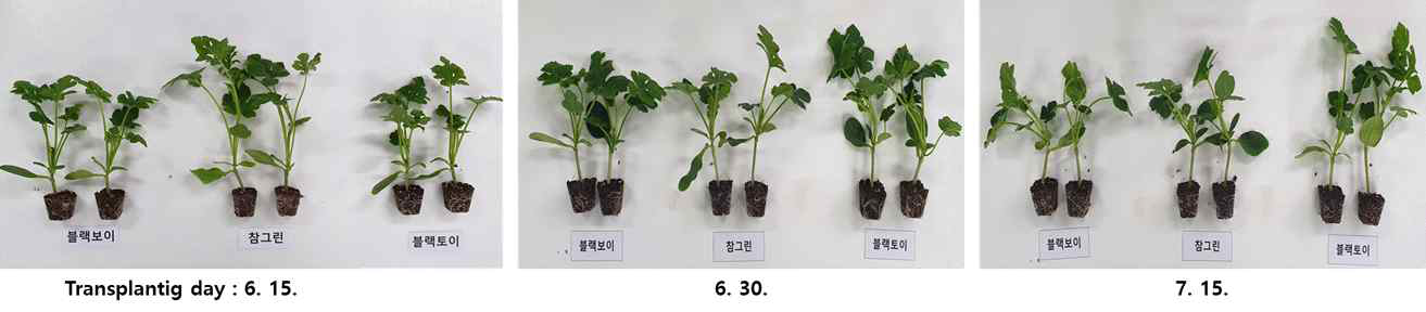 수박 수직재배시 정식시기에 따른 품종별 접목묘 생육 비교