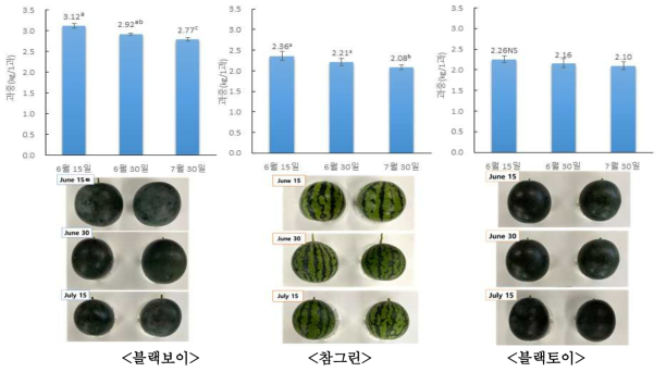 고온기 소형과 수박 수직재배 시 정식시기별 과중변화